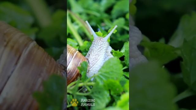 The #Natural #Habitat of #Snails #Shorts смотреть онлайн