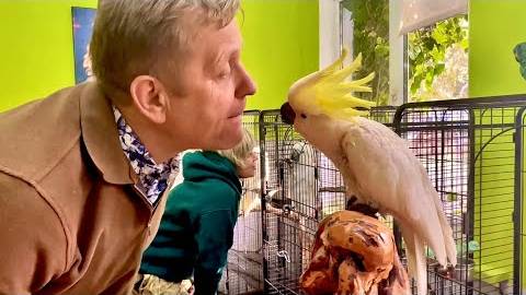 Олег и Оксана Зубковы пришли к нашим попугаям и сразу УСТРОИЛИ ДВИЖНЯК))) смотреть онлайн