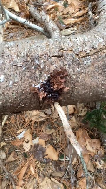 Is this a #fungus or a lichen? #plant #fungi смотреть онлайн