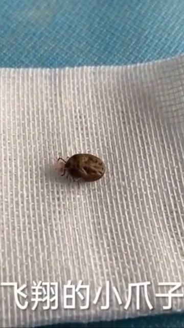 Clean up ticks for dogs.【给宠物狗清理蜱虫】 смотреть онлайн