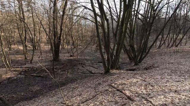 Шукав ВЕСНЯНІ ГРИБИ, а знайшов БАМБУК :)) смотреть онлайн