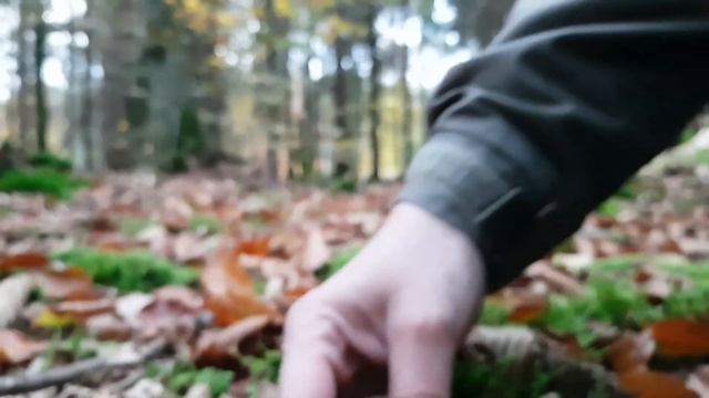 18 km Puszczy za Borowikami sosnowymi смотреть онлайн