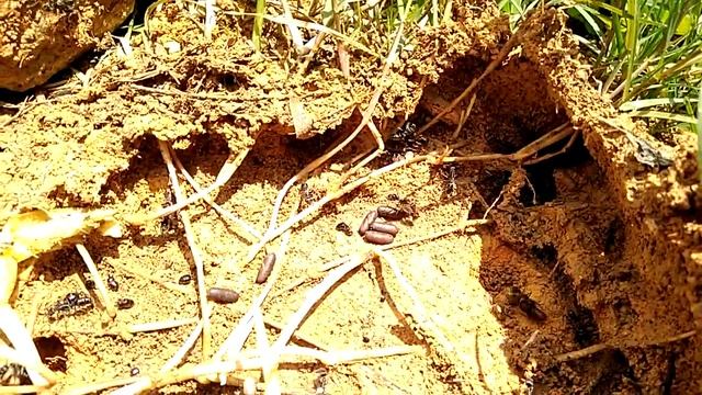 Diacamma rugosum - Da Lat, Vietnam смотреть онлайн