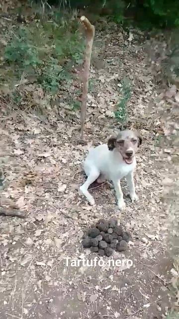 tartufo nero, scammer truffle смотреть онлайн