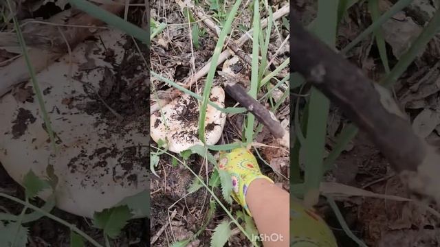 сбор грибов 3 сентября   2023