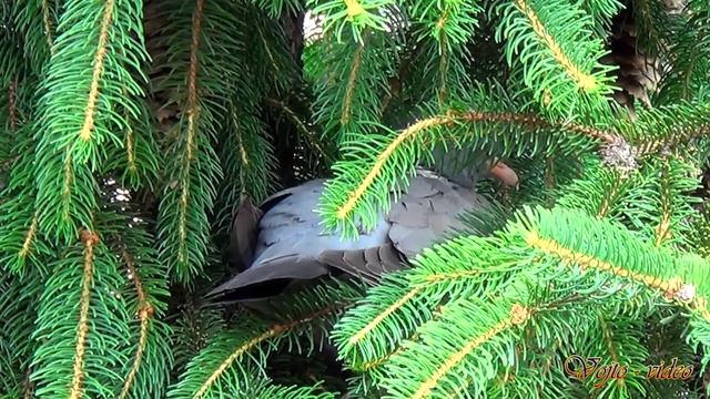 Vojto - Relax 374 Holuby - Pigeons смотреть онлайн