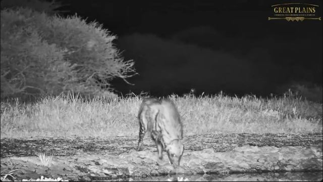 Striped Hyena at ol Donyo смотреть онлайн