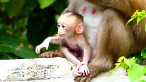 Милашки для обезьянки Роды Rockstar Monkey Today