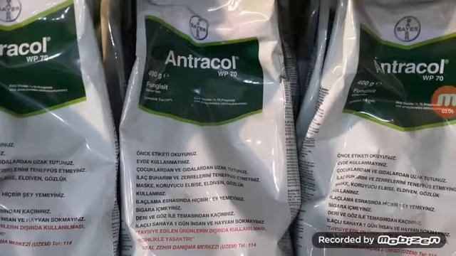 Narenciye Alternaria Yanıklığı ( Alternaria citri) hangi ilaç kullanılır? 100TL смотреть онлайн