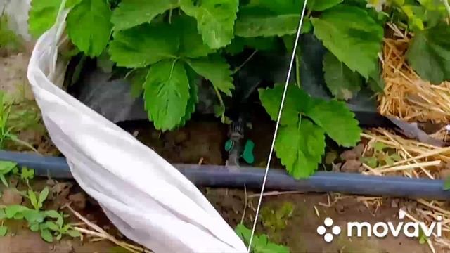 Азия лучший сорт клубники. 22.05.22