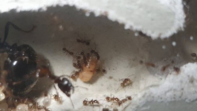 Carebara diversa. Feeding experiment! смотреть онлайн