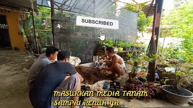 Tanaman Hias Miana, Peluang Bisnis Menjanjikan|| miana ornamental plant for business смотреть онлайн