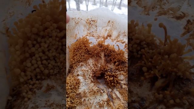 ЗИМНИЙ ОПЕНОК ВЫРАЩИВАНИЕ ДОМА смотреть онлайн