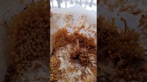 ЗИМНИЙ ОПЕНОК ВЫРАЩИВАНИЕ ДОМА