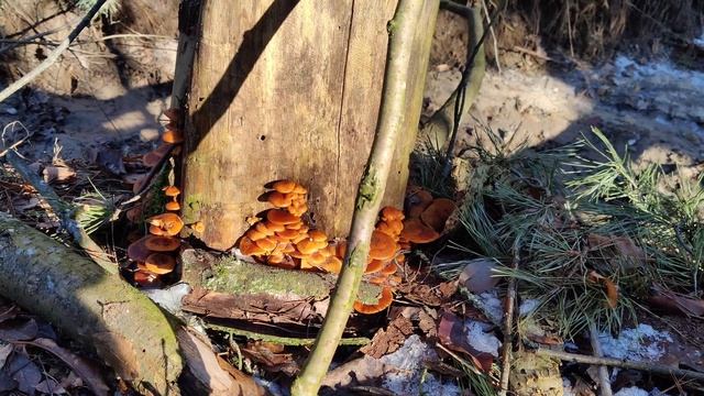 Удивительный #Лес и Яркие 🍄 #Грибы на 🌲 Дереве - #Опята и Зимняя Грибалка Winter Mushrooms 4k смотреть онлайн