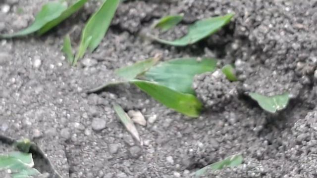 MOST AGGRESSIVE ANTS IN THE WORLD - VERY AGGRESSIVE ANTS -ANTS PROTECTING THIER HOME -AGGRESSIVE AN смотреть онлайн