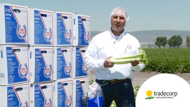Apio, Plagas y enfermedades смотреть онлайн