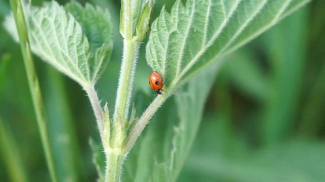 Biedronka dwukropka - Adalia bipunctata cz1 смотреть онлайн