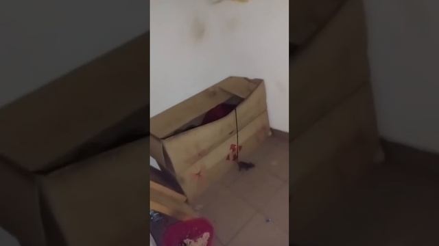 куниця в домашніх умовах плюси і мінуси, ручная куница