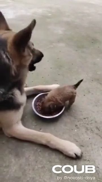 Пасть порву, моргала выколю.