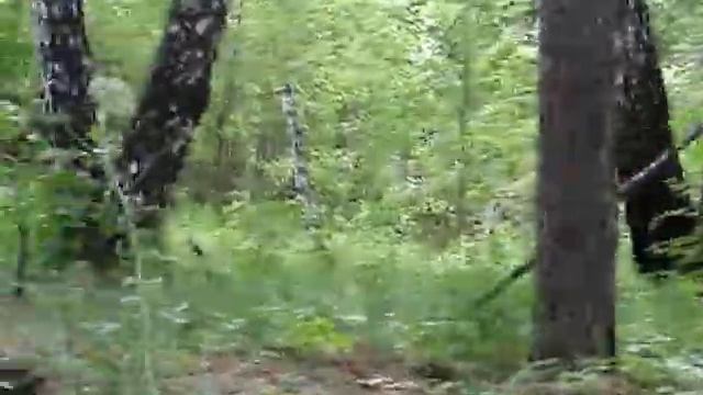 Вывал леса под Садовым_всё видео Завьялова1