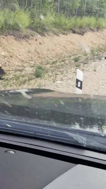 медведь трасса "Лена" Алданский район подписываемся в t.me/knramyr смотреть онлайн