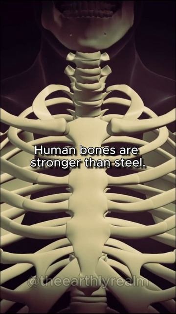 Secrets of Human Bodies - Bone Strenght 🦴🦴 #shorts смотреть онлайн