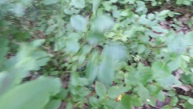 Сбор грибов