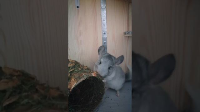 Хорошо играть во вкусном доме смотреть онлайн