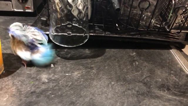 Parrotlet Zoobie playing in spilled water in the kitchen / Воробьиный попугайчик смотреть онлайн