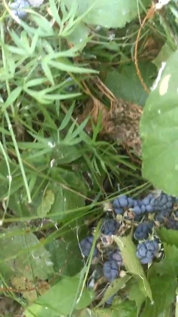 Ежевика! Все в лес! Там полно ягоды!