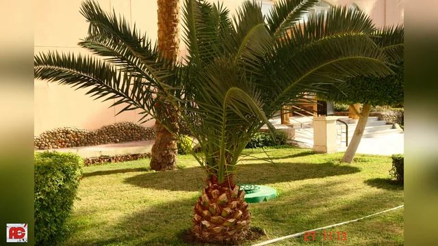 ALBATROS BEACH RESORT! смотреть онлайн