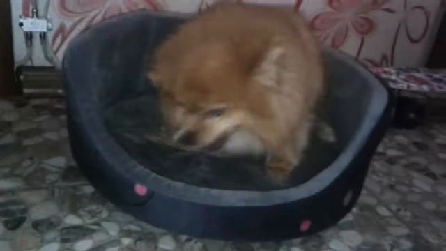 Моя собака сима очень злая🐶🐶🐶 смотреть онлайн