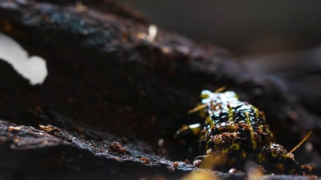 Chytrid Fungus смотреть онлайн