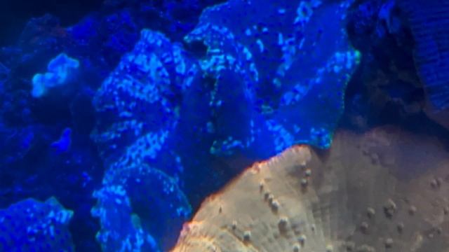Discosoma Mushroom - Beautiful or Pest? Positives and Negatives Saltwater Coral Reef Aquarium смотреть онлайн