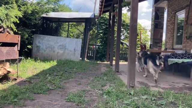 Хорошая погода для прогулки собак . Восточно Европейская Овчарка Украина 🇺🇦 смотреть онлайн