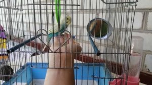 Как правильно приучить волнистого попугая к рукам и ухаживать тоже 🐦😍