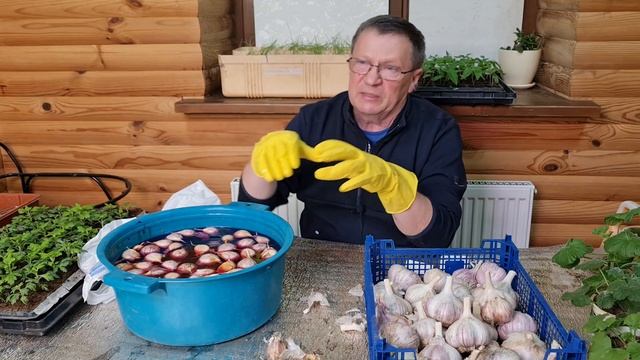 Сажаем озимый чеснок весной