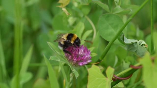 Tuinhommel Bombus hortorum смотреть онлайн