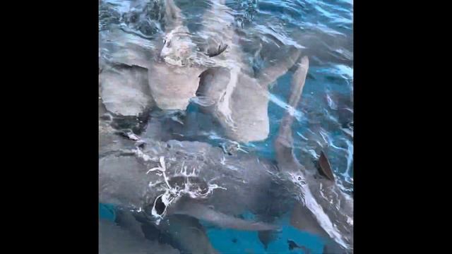 Купание с акулами, Мальдивы смотреть онлайн