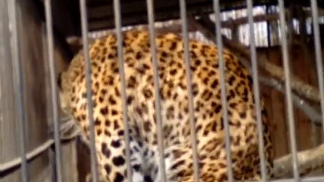 Я в Зоопарке смотреть онлайн