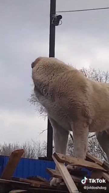 Алабай зверь 👍😊 смотреть онлайн