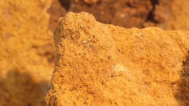 Березовый гриб Чага смотреть онлайн