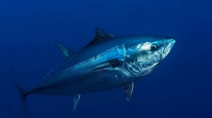 РР4 море - так себе фарм 80, 41, безымянная банка (39 серия)