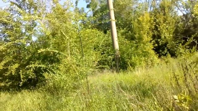 В поисках песен соловья смотреть онлайн