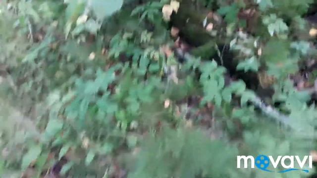 В лес за грибами . смотреть онлайн