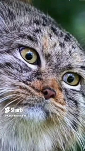 Кошка съела смотреть онлайн