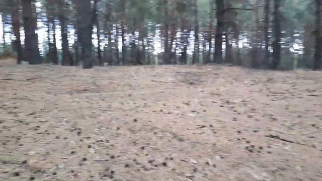 НАШЛИ МНОГОЕ- КРОМЕ ГРИБОВ смотреть онлайн