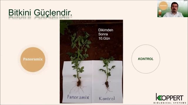 Panoramix - Sebze ve meyve - Webinar смотреть онлайн