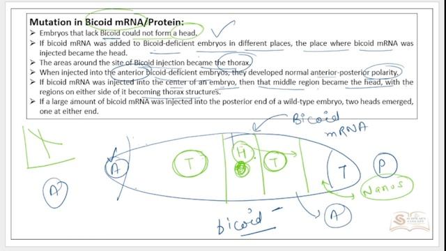 Axis Determination in Drosophila (PART 2) | Nanos and Bicoid Protein смотреть онлайн